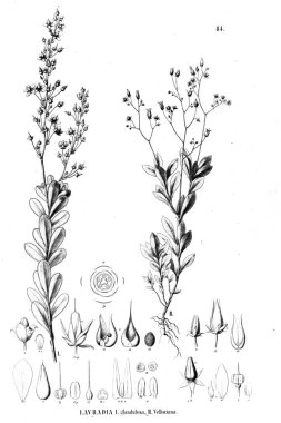 Bitki çizimi. Eski illüstrasyon