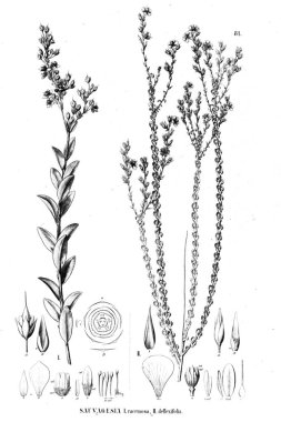 Bitki çizimi. Eski illüstrasyon