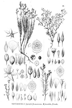 Bitki çizimi. Eski illüstrasyon