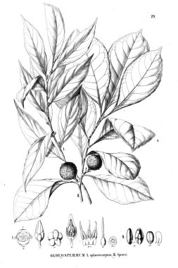 Bitki çizimi. Eski illüstrasyon