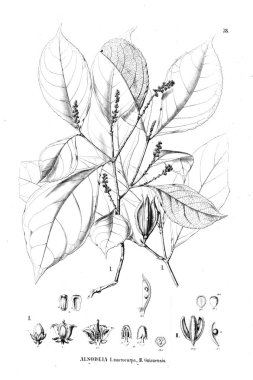 Bitki çizimi. Eski illüstrasyon