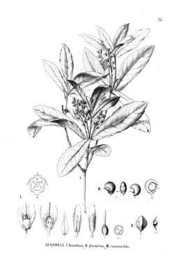 Bitki çizimi. Eski illüstrasyon