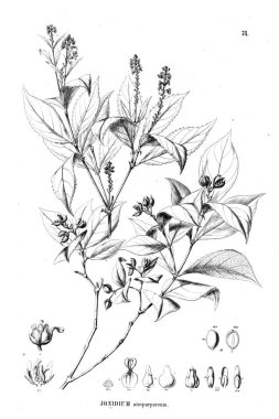 Bitki çizimi. Eski illüstrasyon