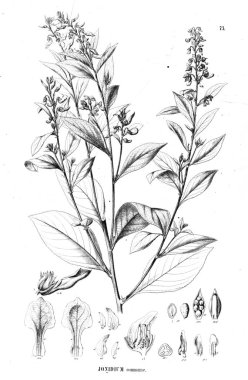 Bitki çizimi. Eski illüstrasyon