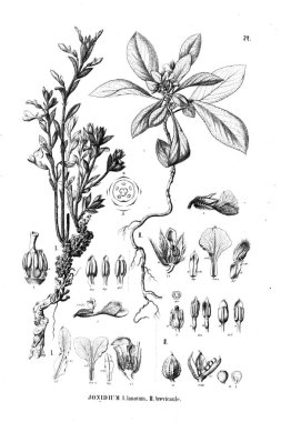 Bitki çizimi. Eski illüstrasyon