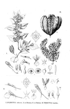 Bitki çizimi. Eski illüstrasyon