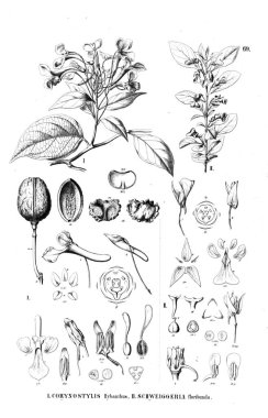 Bitki çizimi. Eski illüstrasyon