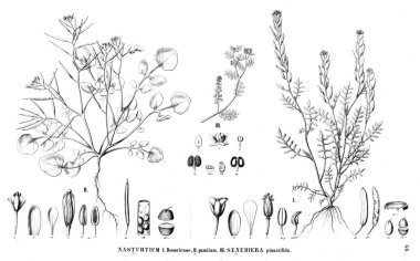 Bitki çizimi. Eski illüstrasyon