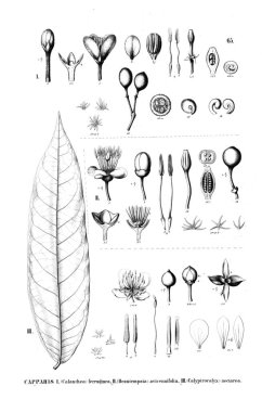 Bitki çizimi. Eski illüstrasyon