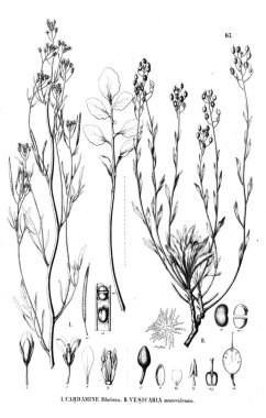 Bitki çizimi. Eski illüstrasyon