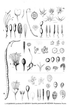 Bitki çizimi. Eski illüstrasyon