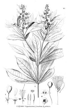 Bitki çizimi. Eski illüstrasyon