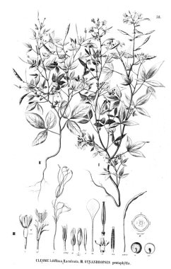 Bitki çizimi. Eski illüstrasyon