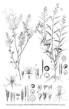 Bitki çizimi. Eski illüstrasyon