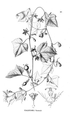 Bitki çizimi. Eski illüstrasyon