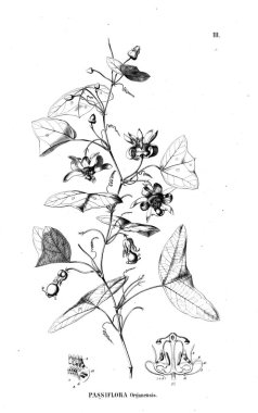 Bitki çizimi. Eski illüstrasyon