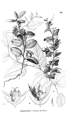 Bitki çizimi. Eski illüstrasyon