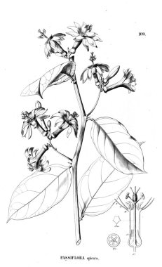 Bitki çizimi. Eski illüstrasyon