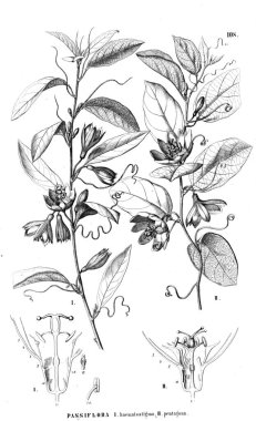 Bitki çizimi. Eski illüstrasyon