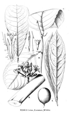 Bitki çizimi. Eski illüstrasyon