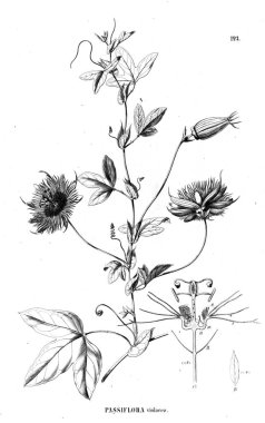 Bitki çizimi. Eski illüstrasyon