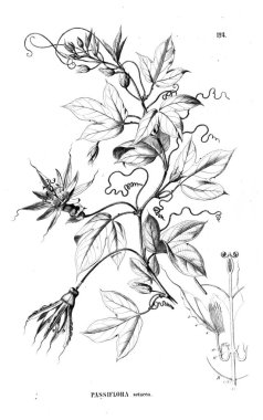 Bitki çizimi. Eski illüstrasyon