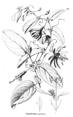 Bitki çizimi. Eski illüstrasyon