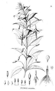 Bitki çizimi. Eski illüstrasyon