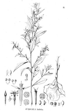 Bitki çizimi. Eski illüstrasyon