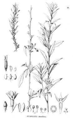 Bitki çizimi. Eski illüstrasyon