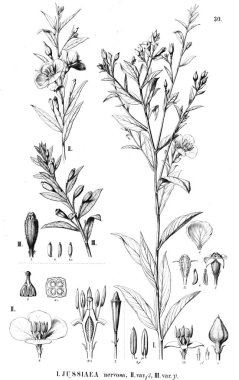 Bitki çizimi. Eski illüstrasyon