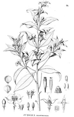 Bitki çizimi. Eski illüstrasyon