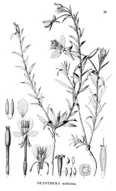 Bitki çizimi. Eski illüstrasyon