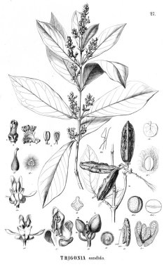 Bitki çizimi. Eski illüstrasyon