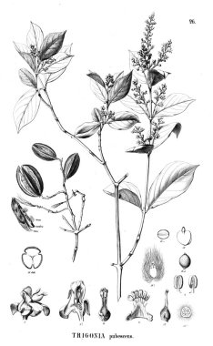 Bitki çizimi. Eski illüstrasyon