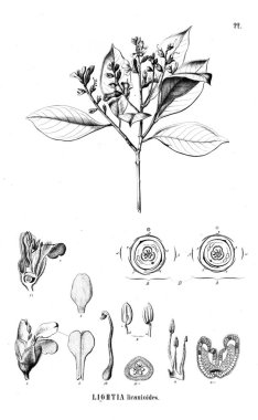 Bitki çizimi. Eski illüstrasyon