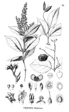 Bitki çizimi. Eski illüstrasyon