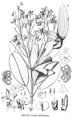 Bitki çizimi. Eski illüstrasyon