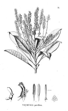 Bitki çizimi. Eski illüstrasyon