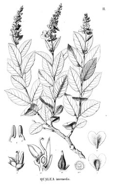 Bitki çizimi. Eski illüstrasyon