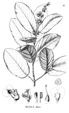 Bitki çizimi. Eski illüstrasyon