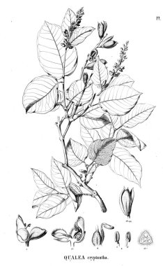 Bitki çizimi. Eski illüstrasyon