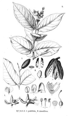 Bitki çizimi. Eski illüstrasyon