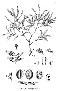 Bitki çizimi. Eski illüstrasyon