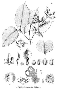 Bitki çizimi. Eski illüstrasyon