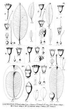 Bitki çizimi. Eski illüstrasyon