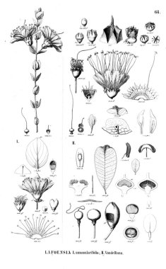 Bitki çizimi. Eski illüstrasyon