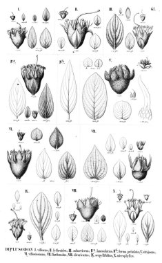 Bitki çizimi. Eski illüstrasyon