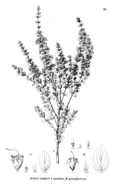 Bitki çizimi. Eski illüstrasyon