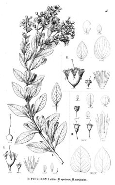 Bitki çizimi. Eski illüstrasyon